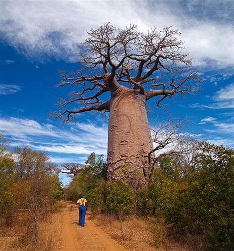 Baobab in love Madagascar