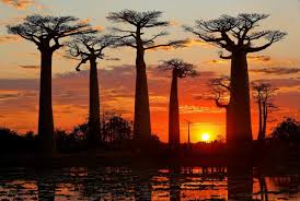 Baobab Madagascar