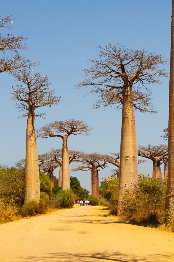 Baobab in love Madagascar