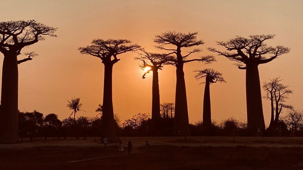 Baobab in love Madagascar