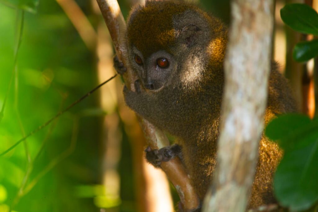 discover lemurs Madagascar