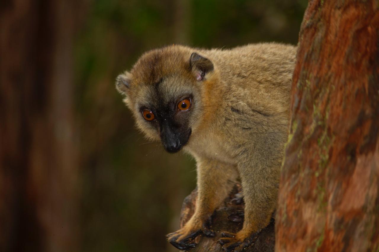 Travel To Madagascar