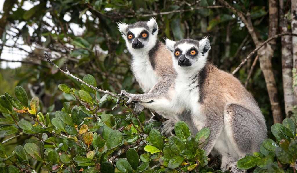 Discover the Ring-Tailed Lemur along RN7