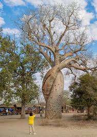 Baobab in love Madagascar