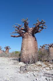 Baobab in love Madagascar