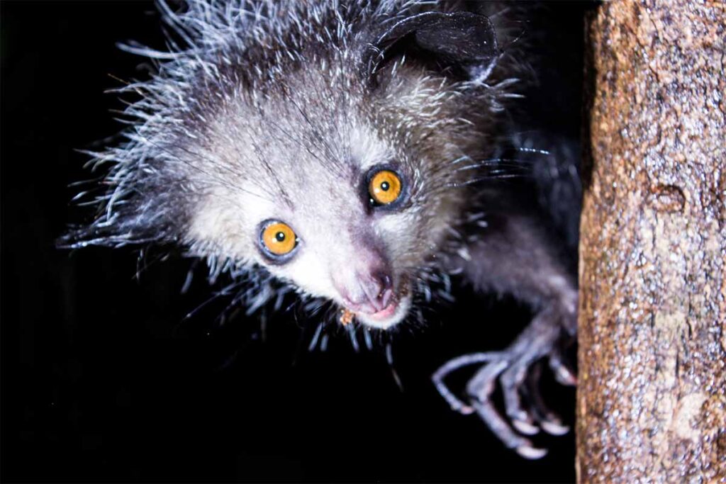 Aye-aye lemur easter coast