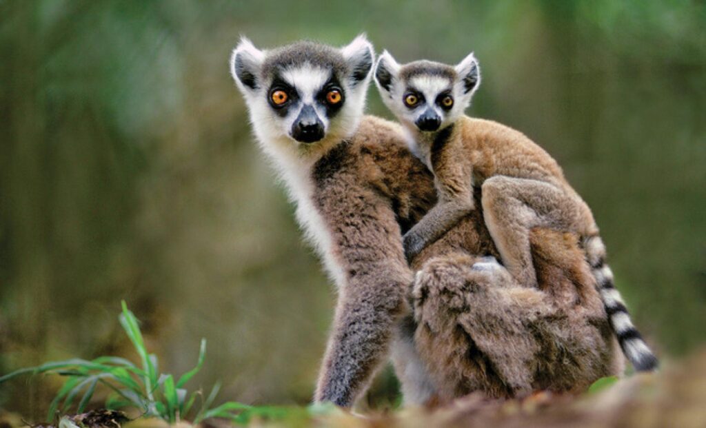 Discover the Ring-Tailed Lemur along RN7