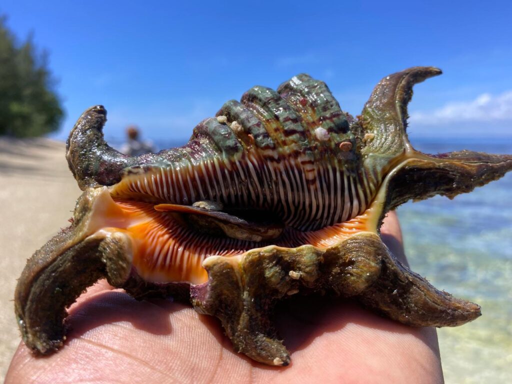 Excursion plum island