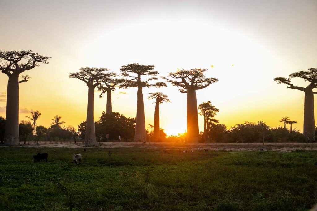 Baobab in love Madagascar