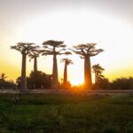 Baobab in love Madagascar