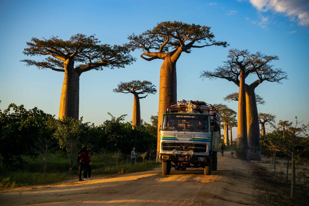 Baobab in love Madagascar