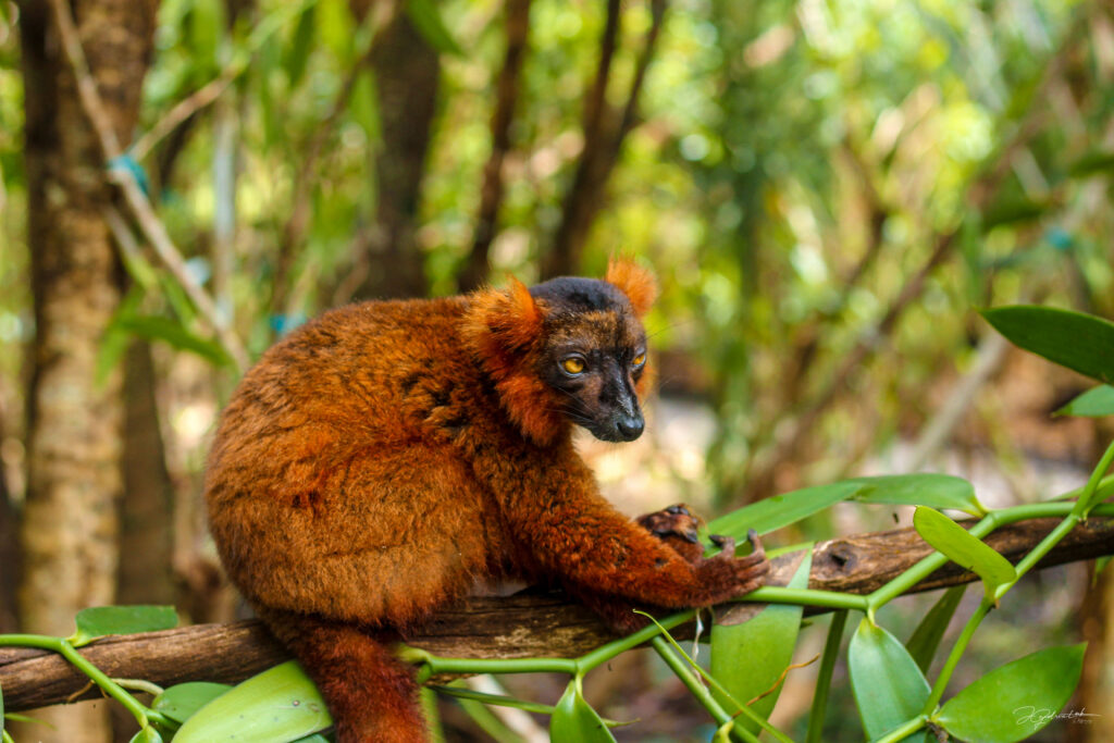Discover lemurs Madagascar