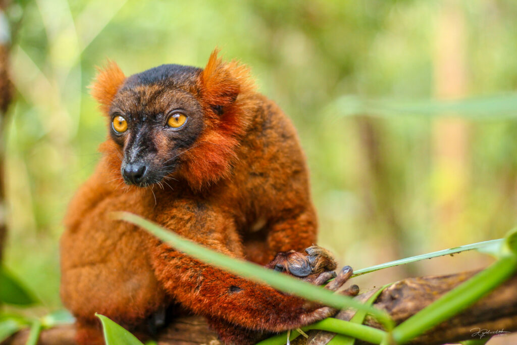 Discover lemurs Madagascar