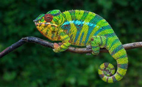 Madagascar western destination