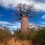 Baobab in love Madagascar