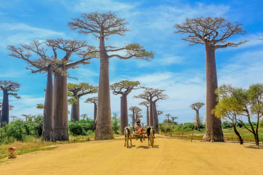 Baobab in love Madagascar