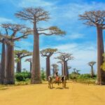Baobab in love Madagascar