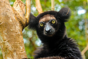 Lemurs of Madagascar