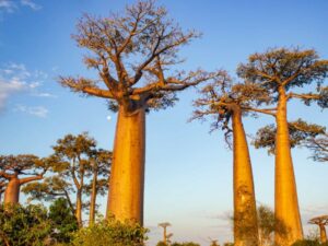 Baobabs in Madagascar