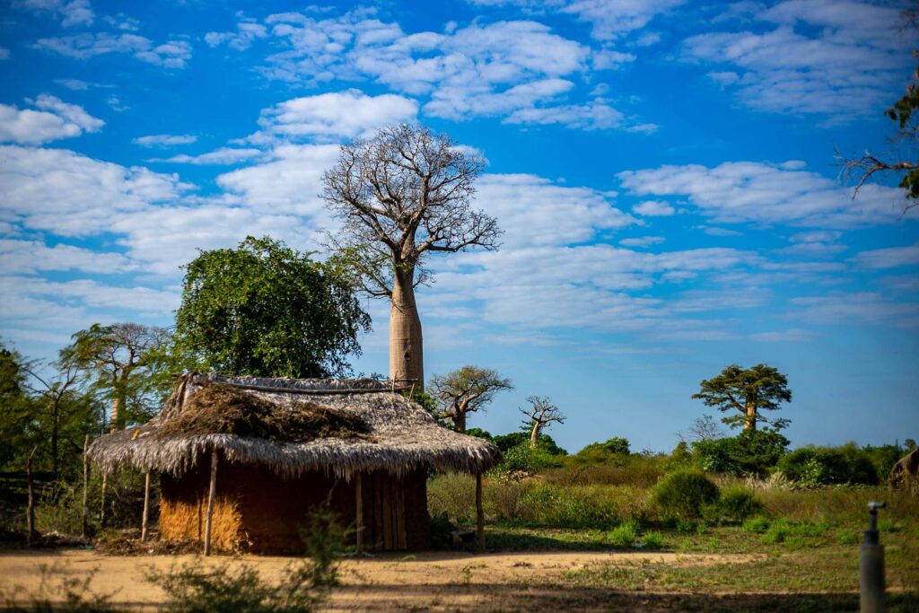 Madagascar baobab tour