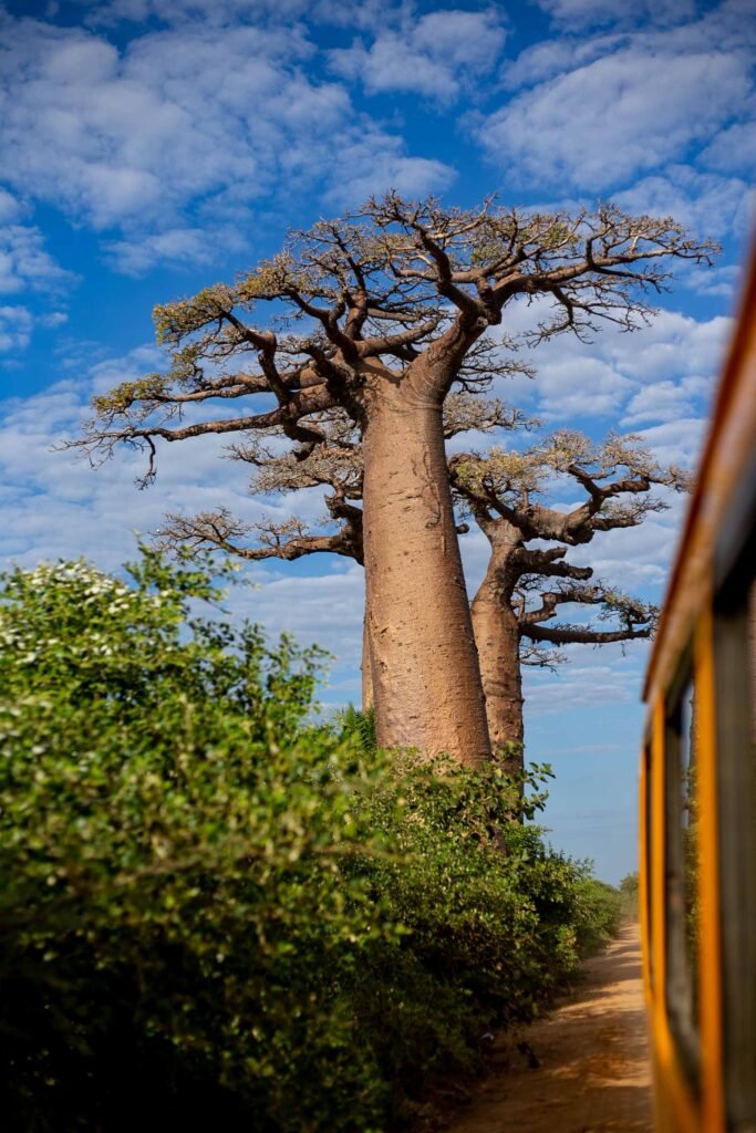 Madagascar baobab tour