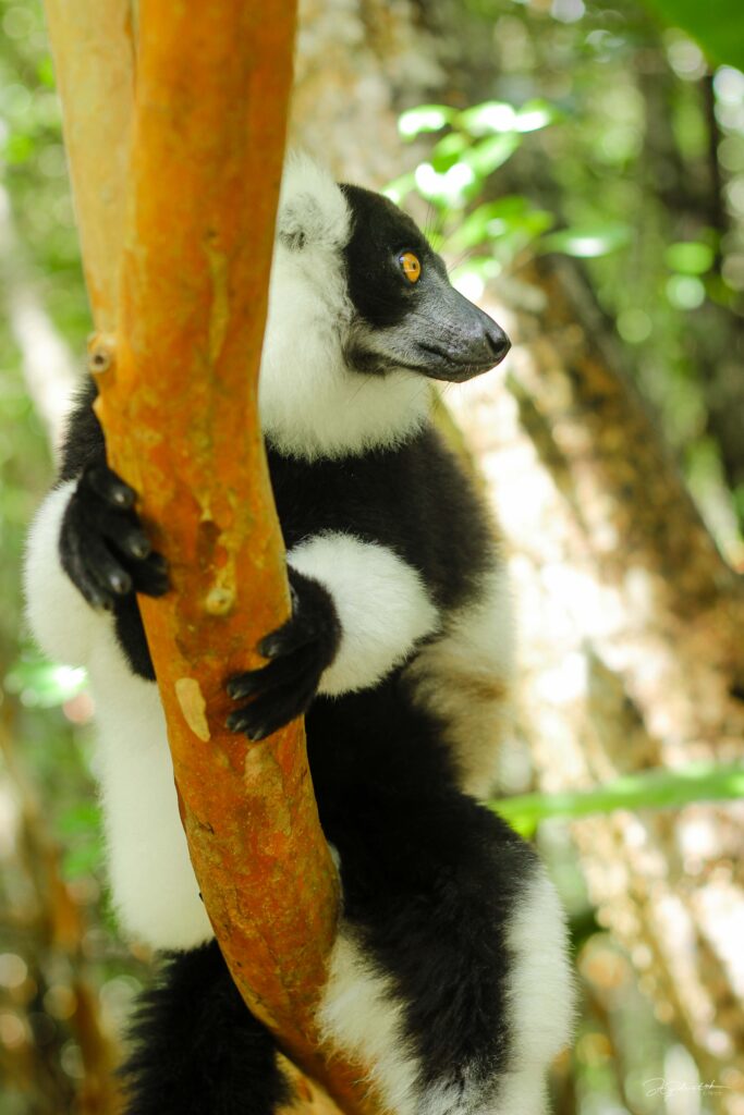 Madagascar safari tour