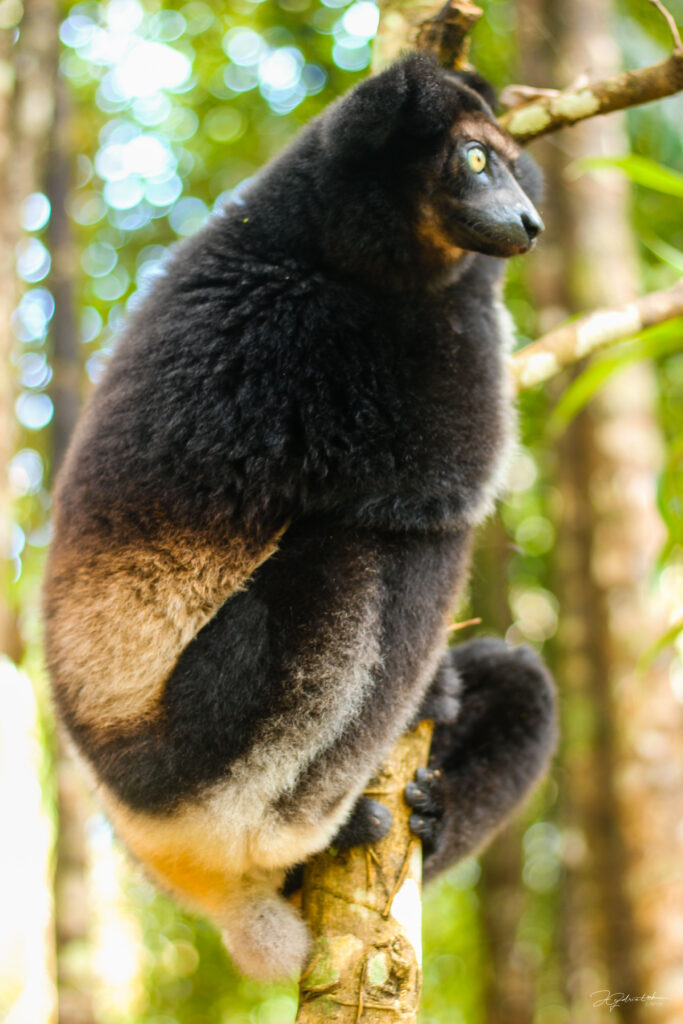 Palmarium tour Madagascar