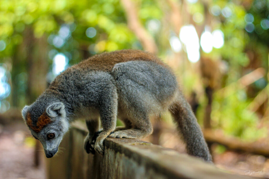 7 days Madagascar tour