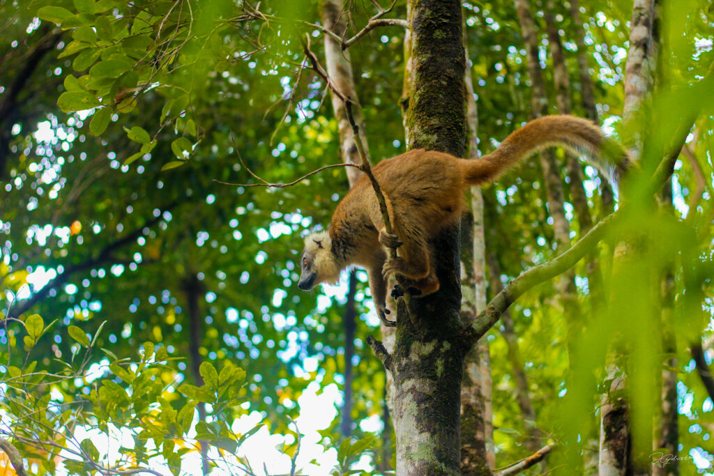 Madagascar national parks tour