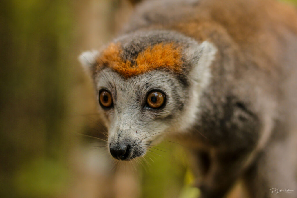 Madagascar lemur tour