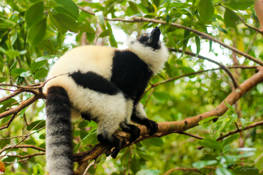 Tourism in Toamasina post-cyclone