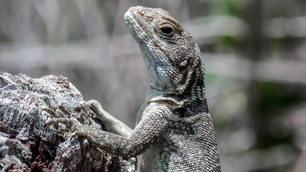 Tourism in Toamasina post-cylone