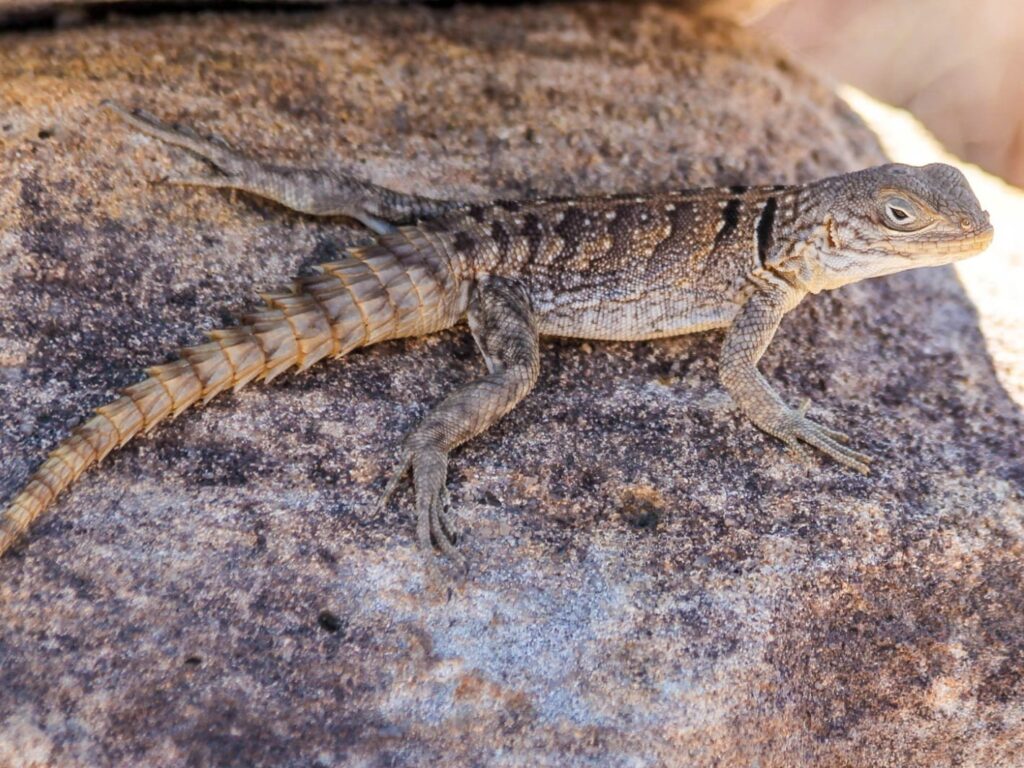 Madagascar widlife tour