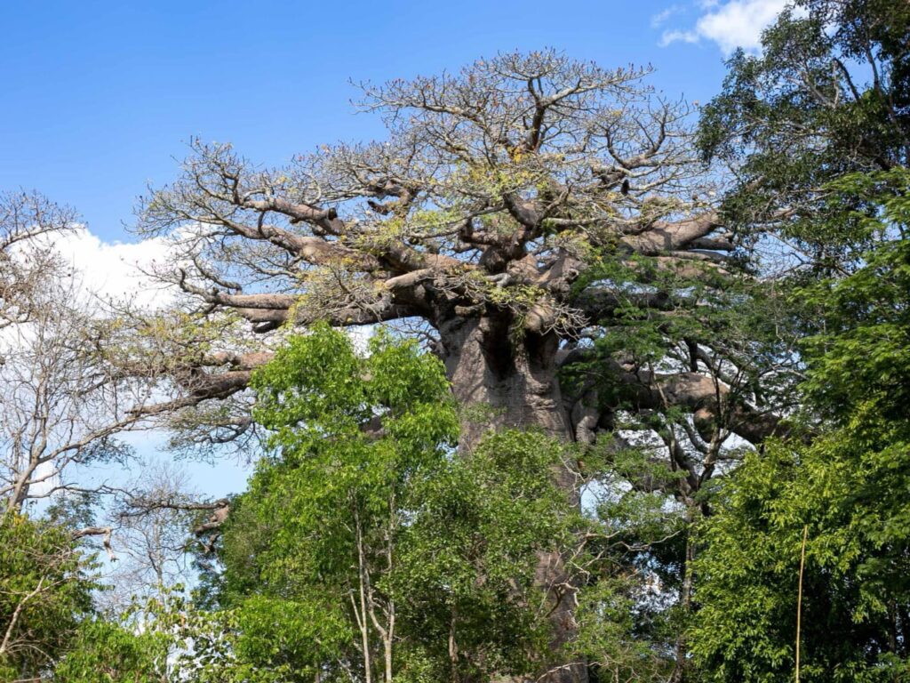 Baobab Avenue Madagascar