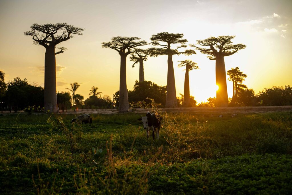 Madagascar Tour Operator