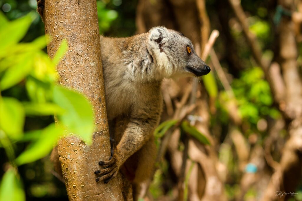 Madagascar wildlife guide