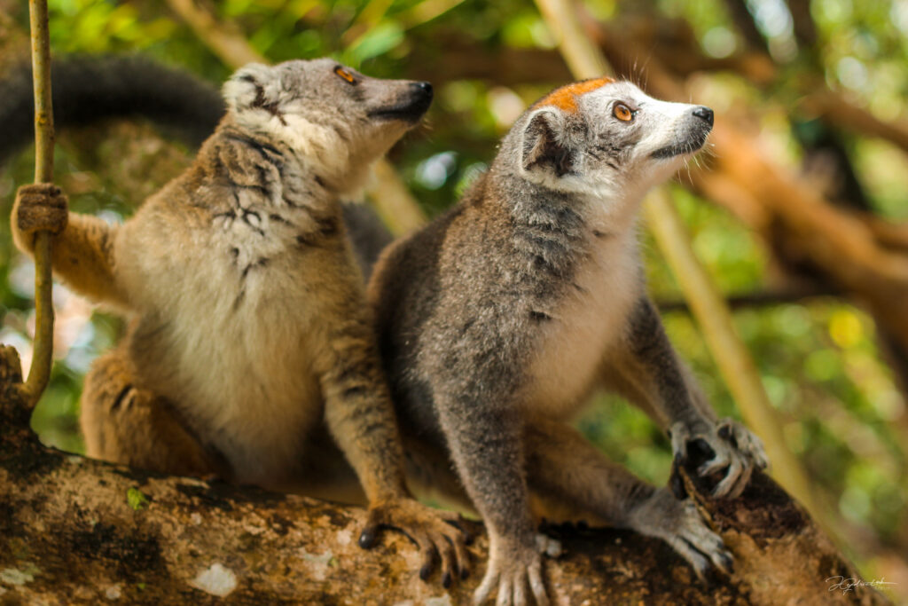 Madagascar wildlife guide