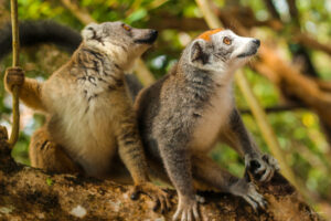 Madagascar wildlife guide