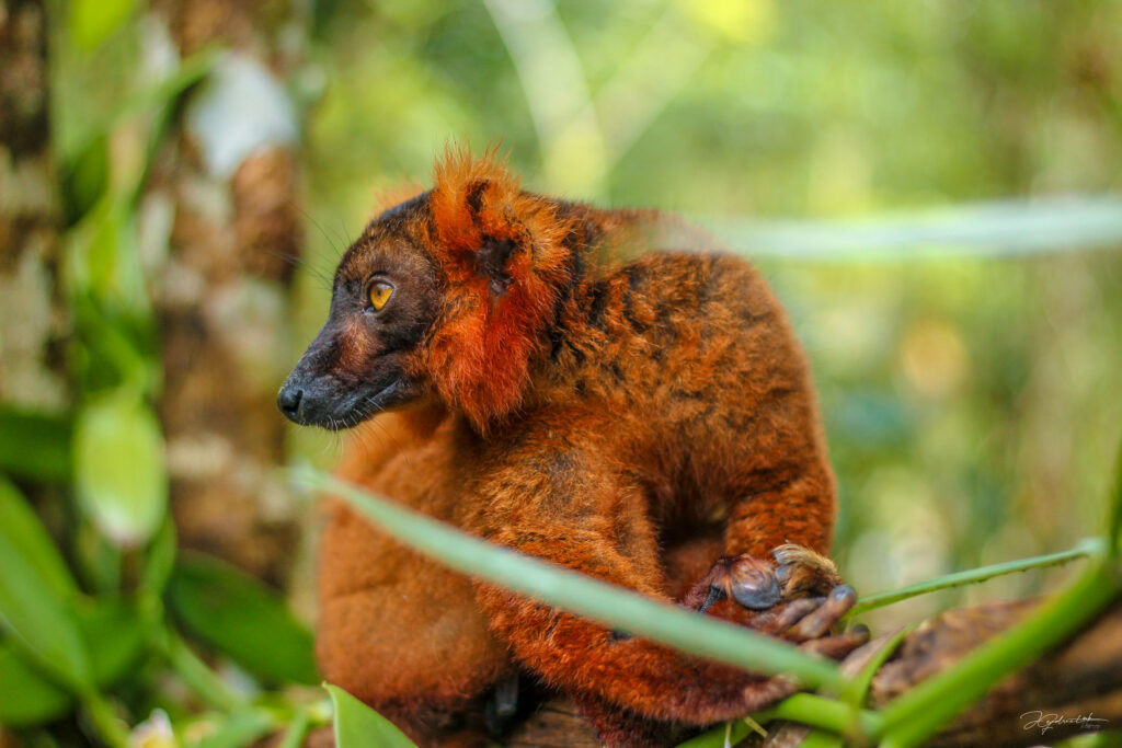 Madagascar wildlife guide