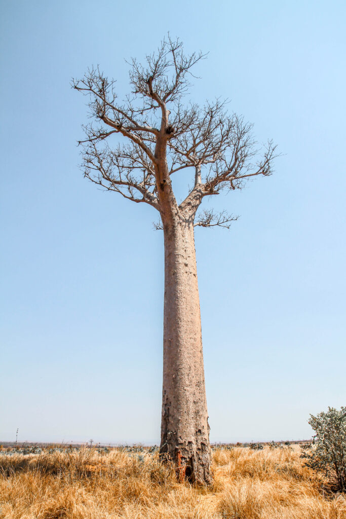 Madagascar safari tour