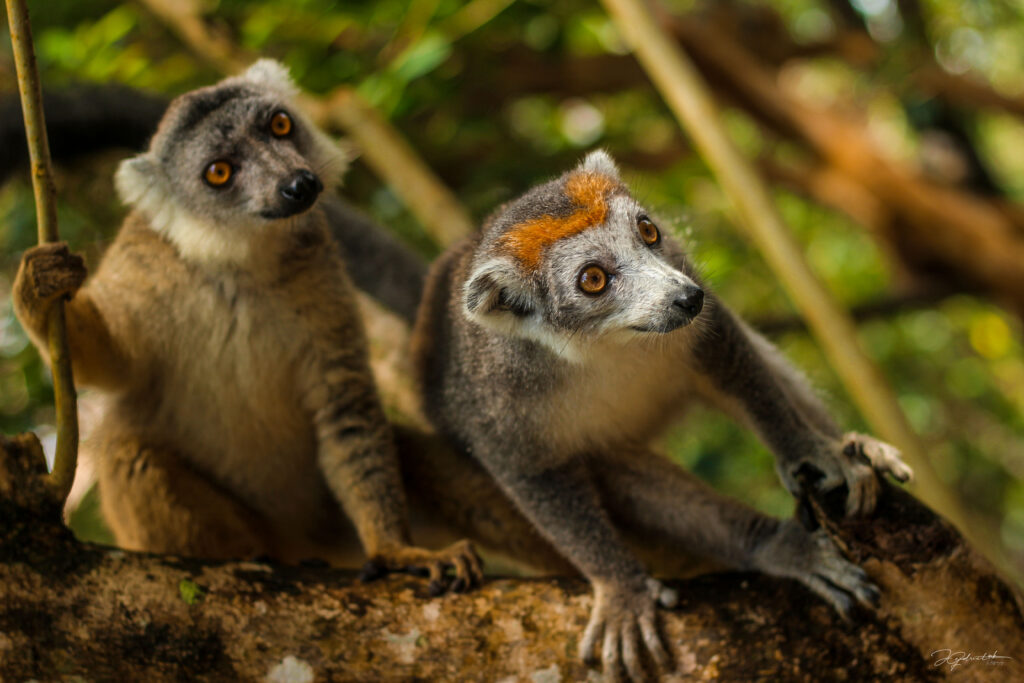 Lémuriens Madagascar