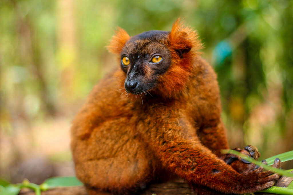 Hidden Gems in Madagascar
