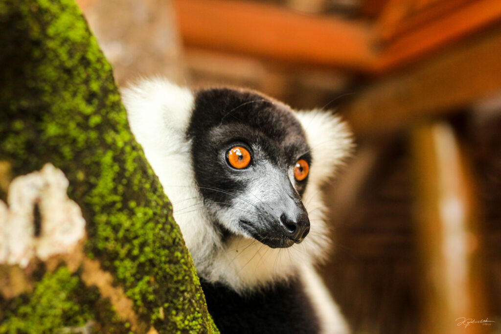 Why visit Madagascar