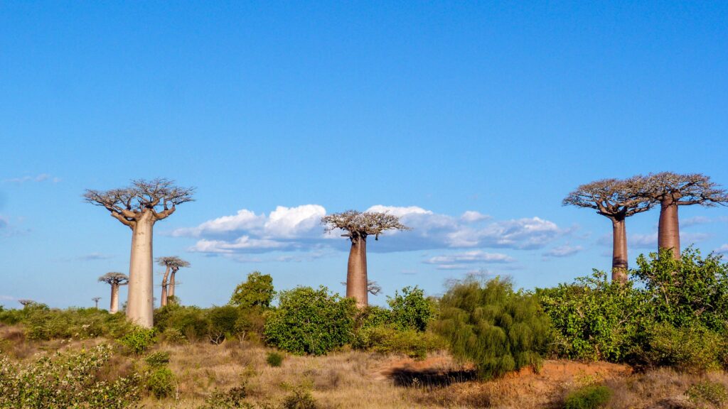 Tsingy de Bemaraha tour