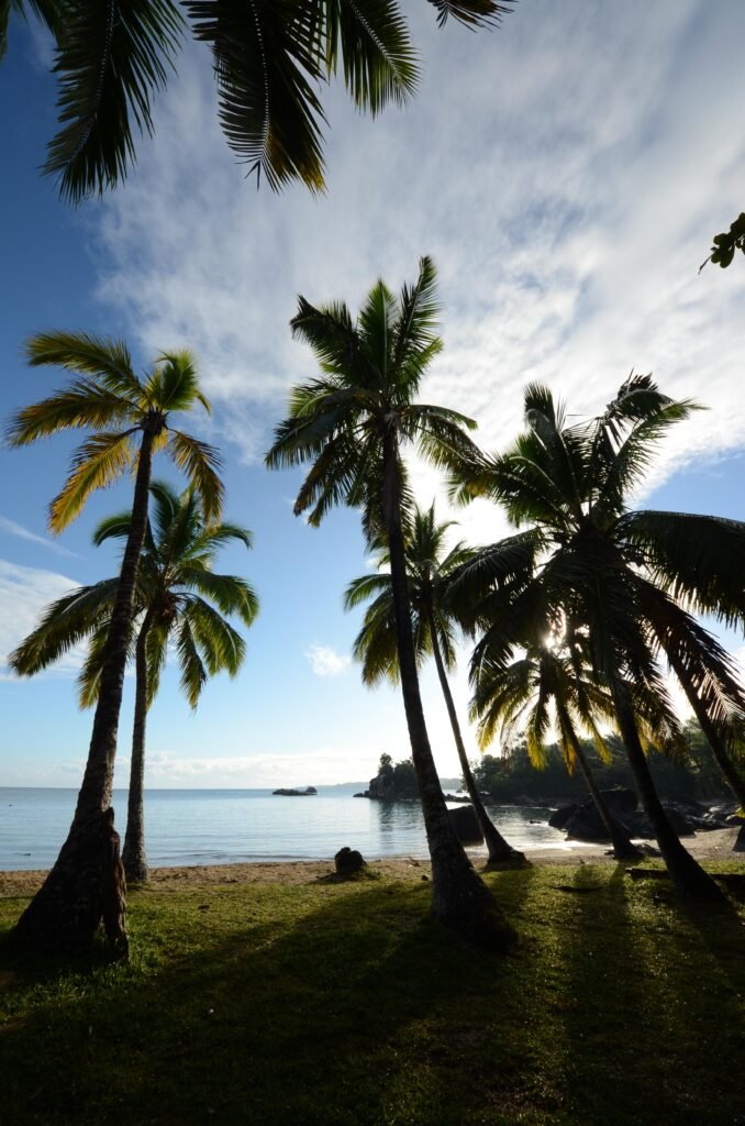 Madagascar whale watching tour, tropical coconut palm trees on a beautiful beach