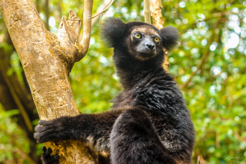 Madagascar Lemur Tour – Wildlife and Lemur Watching Experience