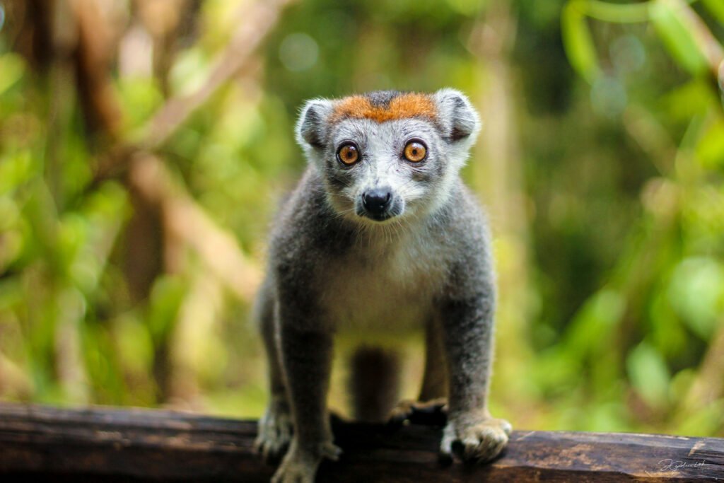 Lemurs in Madagascar